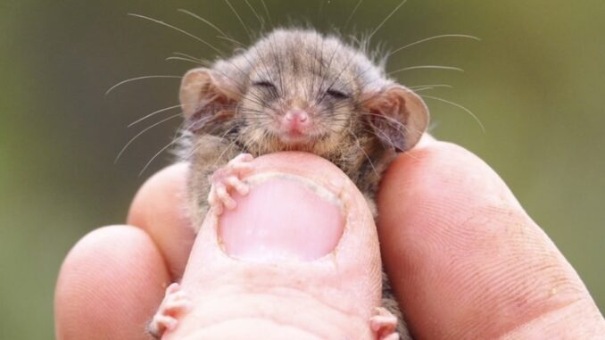 Sleeping baby mouse held between human fingers