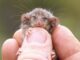 Sleeping baby mouse held between human fingers