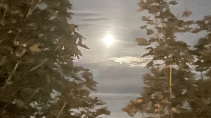 Full moon glowing between silhouetted trees