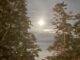 Full moon glowing between silhouetted trees