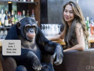 Chimpanzee at bar with woman smiling.
