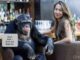 Chimpanzee at bar with woman smiling.