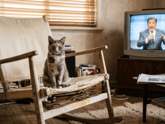 Gray cat on chair with TV in background