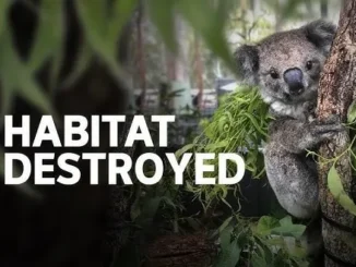 Koala clinging to tree under Habitat Destroyed text