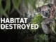 Koala clinging to tree under Habitat Destroyed text