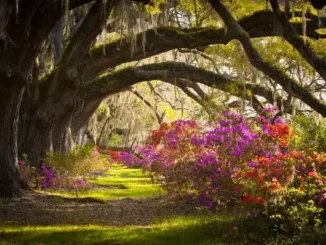 Oak alley with Spanish moss and azaleas