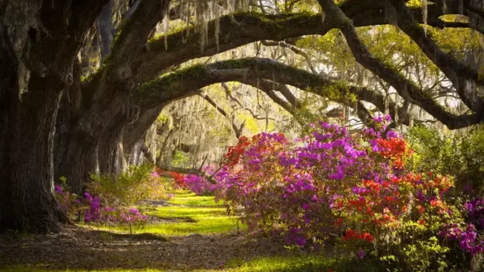 Oak alley with Spanish moss and azaleas