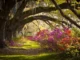 Oak alley with Spanish moss and azaleas