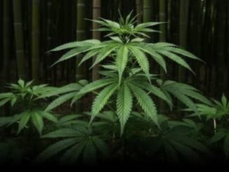 Cannabis plant with green serrated leaves